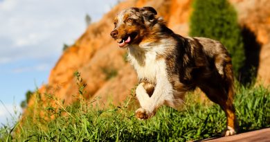 Що робити, якщо у собаки роз'їжджаються лапи