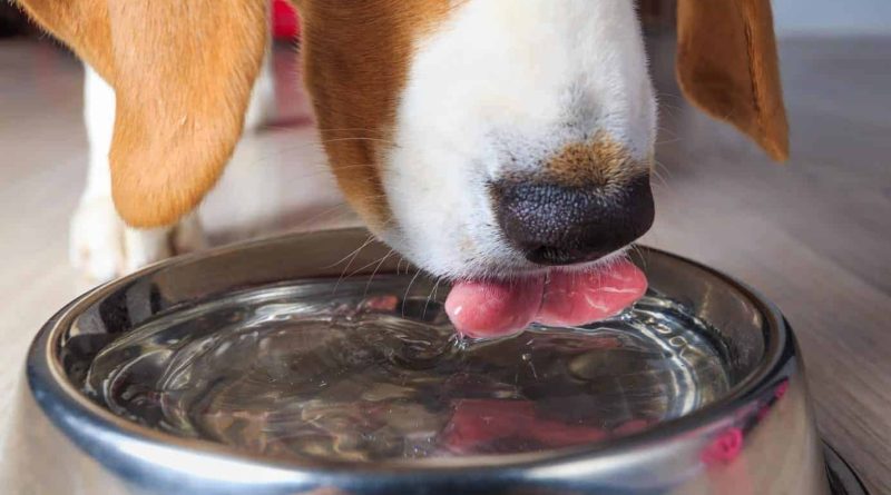 Скільки собака повинен пити на день