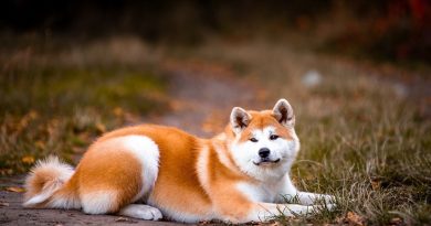 Чи справді спондильозом хворіють лише собаки у віці