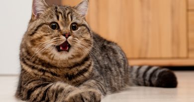 Важливість видалення підшкірного кліща