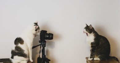 Як красиво сфотографувати кішку