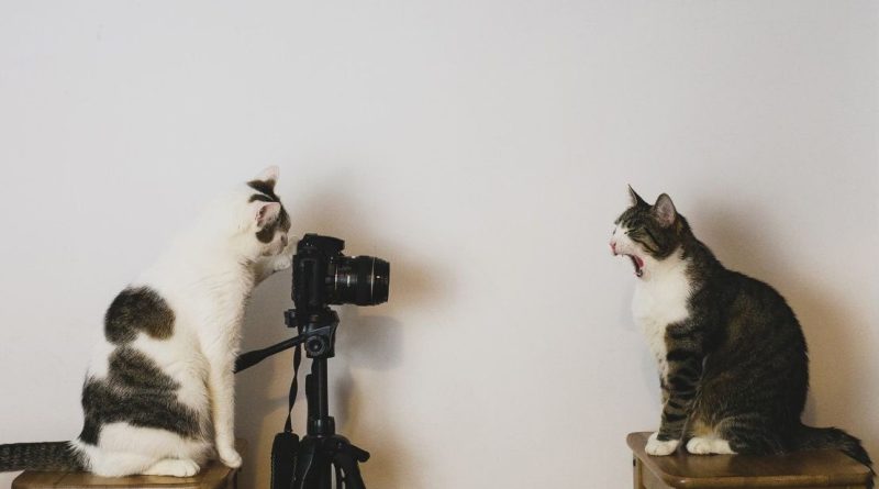 Як красиво сфотографувати кішку