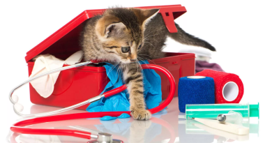 Як надати першу допомогу кішці: 5 порад