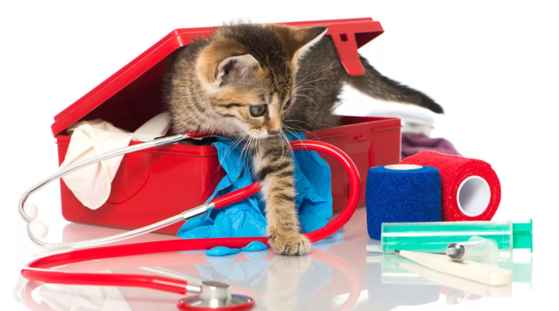 Як надати першу допомогу кішці: 5 порад