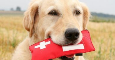 Як надати першу допомогу собакі: 5 порад