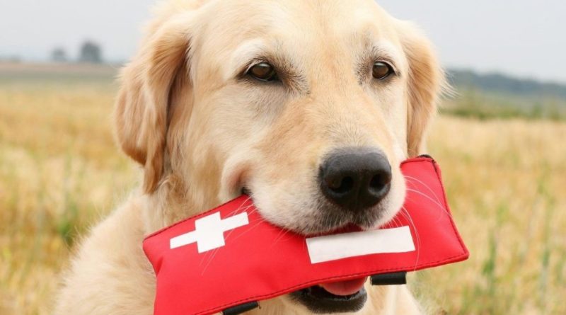 Як надати першу допомогу собакі: 5 порад
