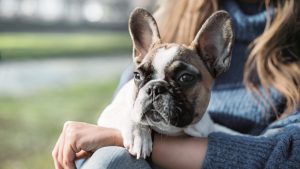 Як правильно перевозити собаку у громадському транспорті?