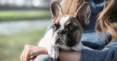 Як правильно перевозити собаку у громадському транспорті