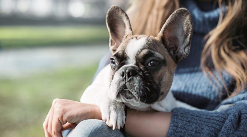 Як правильно перевозити собаку у громадському транспорті