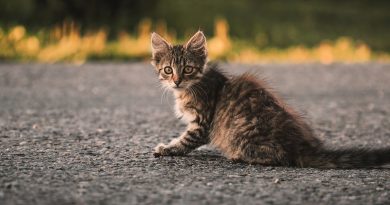 Як приручити дике кошеня з вулиці