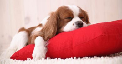 Як привчити цуценя спати на своєму місці