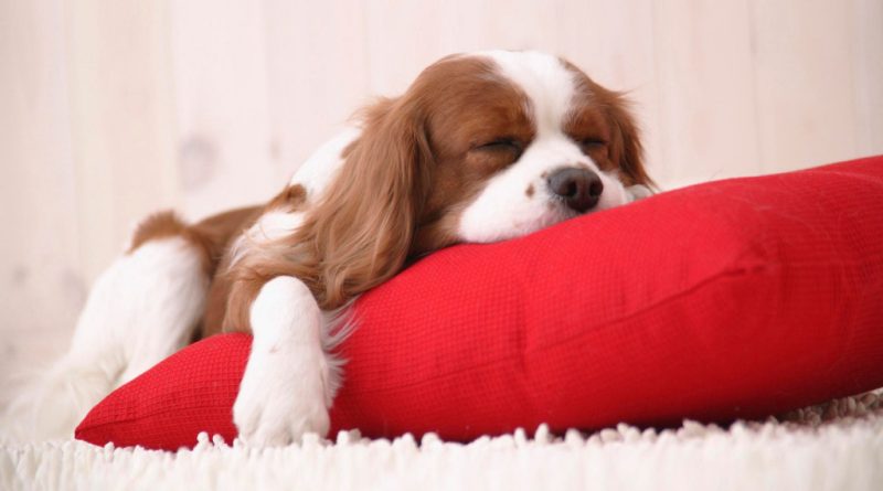 Як привчити цуценя спати на своєму місці