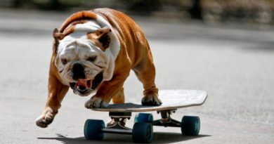 Як вибрати собаку для спільних занять спортом: рекомендації кінологів