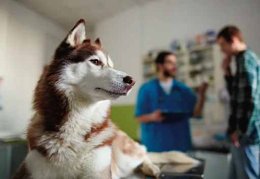 Як визначити, чи відчуває собака біль