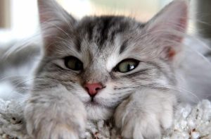 Як зібрати сечу кішки на аналіз?