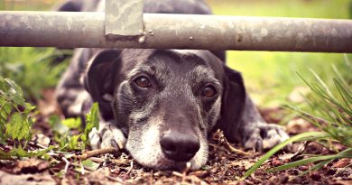 Є підозра на дископатію у собаки