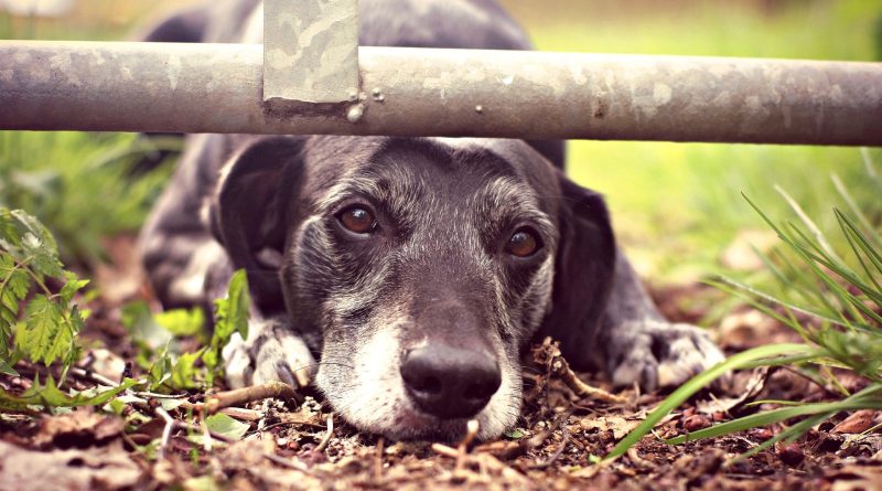 Є підозра на дископатію у собаки