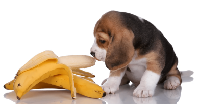 За яких умов собаці можна банани