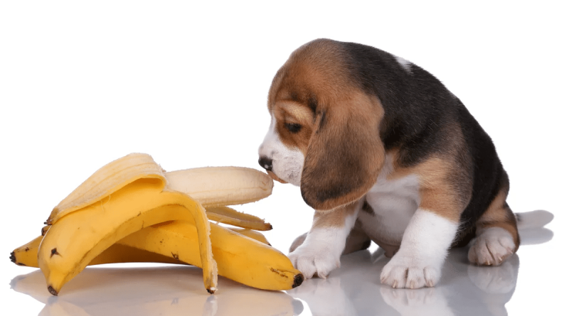 За яких умов собаці можна банани