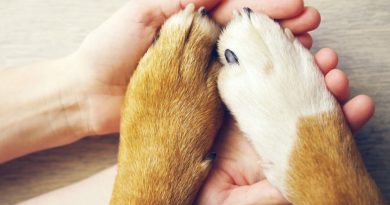 З'являються шишки на лапах собаки? — Насторожіться