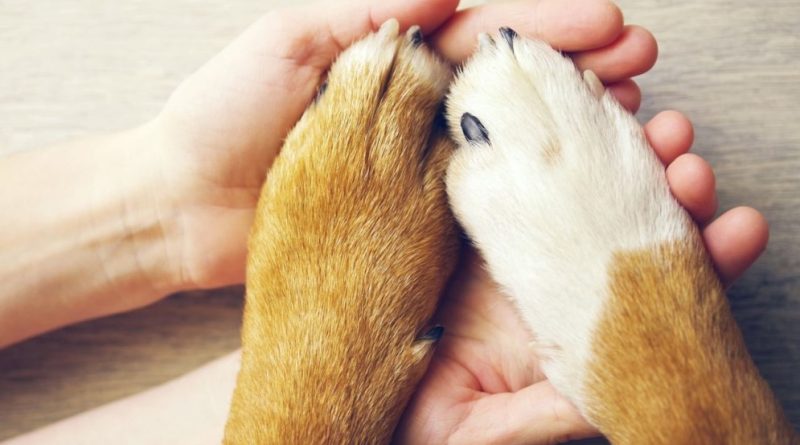 З'являються шишки на лапах собаки? — Насторожіться