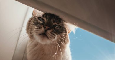 5 лайфхаків, які допоможуть вашим вихованцям пережити спеку