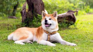 Акіта-іну — легендарна порода собак родом з Японії.