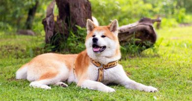 Акіта-іну — легендарна порода собак родом з Японії