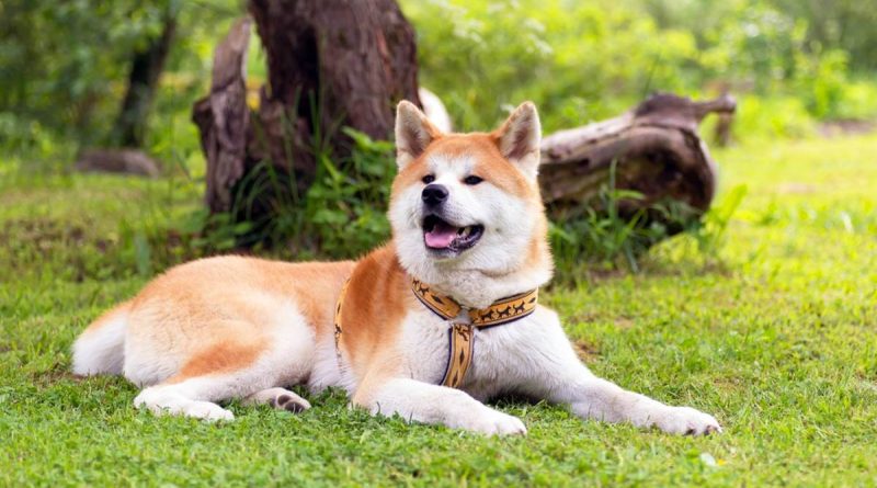 Акіта-іну — легендарна порода собак родом з Японії