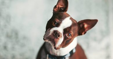 Алергія у собаки: 7 ознак, які потрібно знати кожному власнику