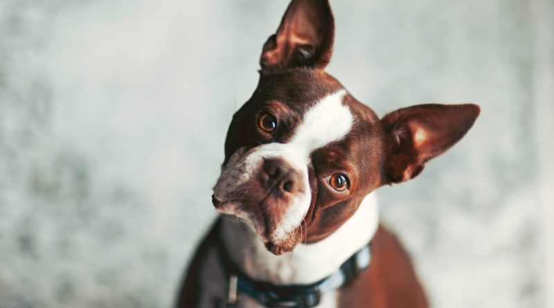 Алергія у собаки: 7 ознак, які потрібно знати кожному власнику