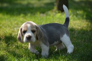 Бігль собака — опис породи, стандарт, характер, фото, догляд та дресирування.