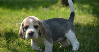 Бігль собака — опис породи, стандарт, характер, фото, догляд та дресирування