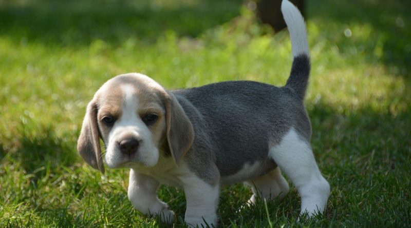 Бігль собака — опис породи, стандарт, характер, фото, догляд та дресирування