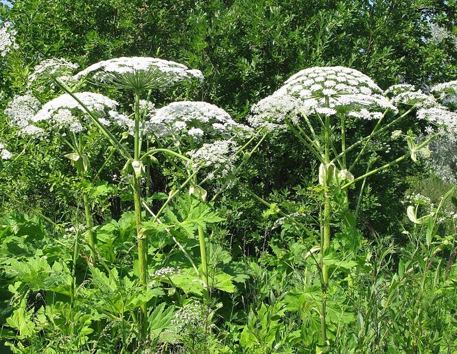 Борщівник Сосновського
