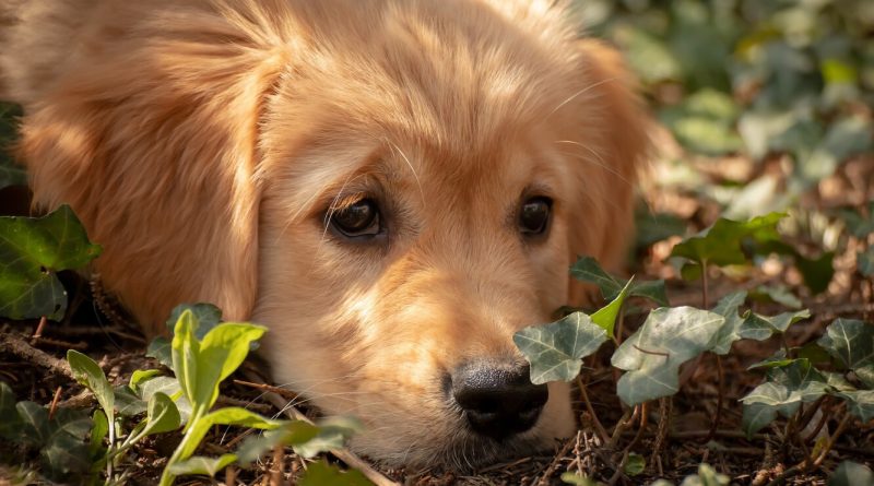 Борщівник та інші рослини, смертельно небезпечні для вашого собаки, на дачі та за її межами