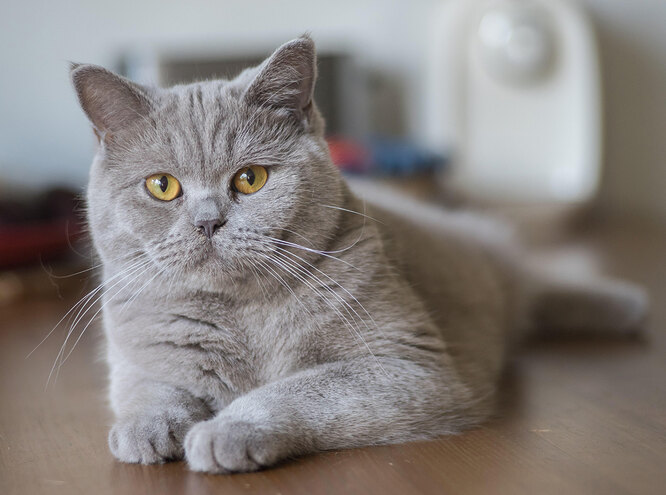 Британська короткошерста