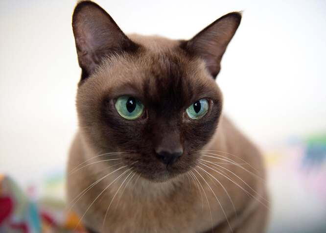 Бурманська кішка