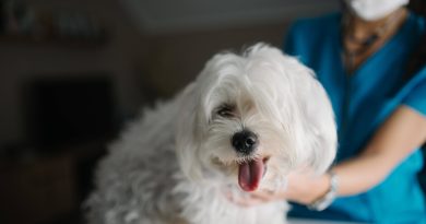 Чек-ап для тварин: як часто собакам потрібна диспансеризація