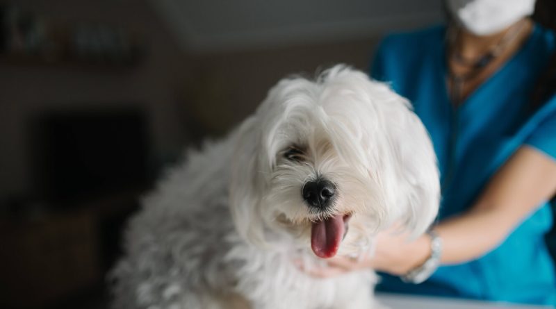 Чек-ап для тварин: як часто собакам потрібна диспансеризація