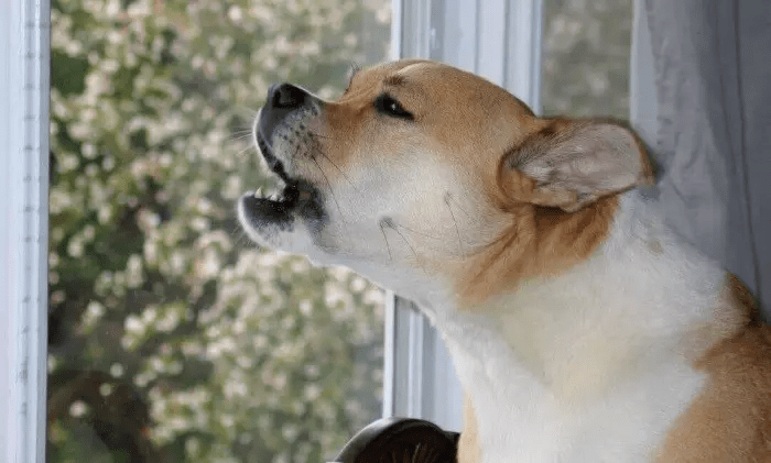 Чому собака гавкає