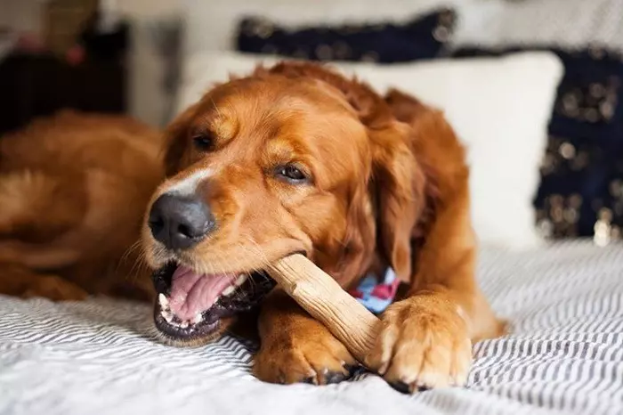 Чому собака гризе все поспіль