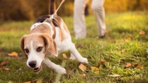 Чому собака тягне повідець на прогулянці і як її відучити?