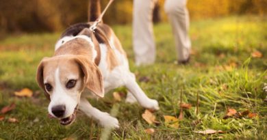 Чому собака тягне повідець на прогулянці і як її відучити