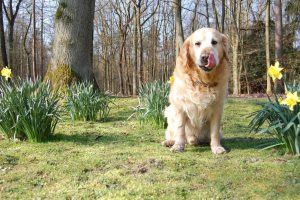 Чому собака їсть землю?