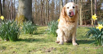 Чому собака їсть землю