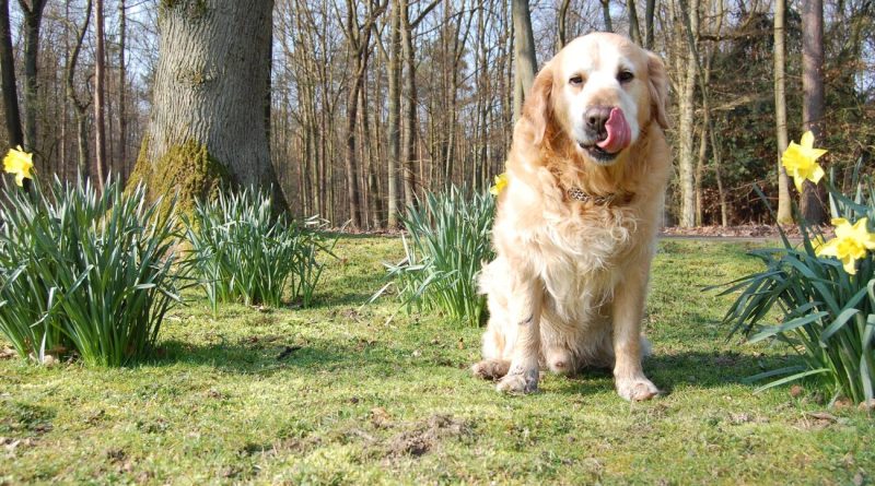 Чому собака їсть землю