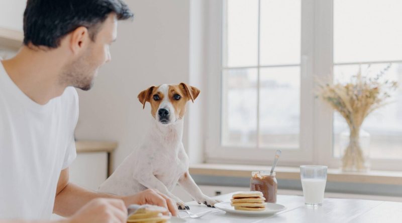 Чому собакам не можна давати шоколад