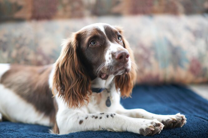 Чухання морди та / або чхання