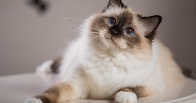 Чи можна дати кішці Лоперамід при діареї